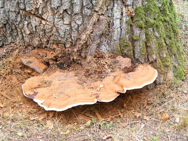 Artist's Fungus Ganoderma applanatum, Indre et Loire, France. Photo by Loire Valley Time Travel.