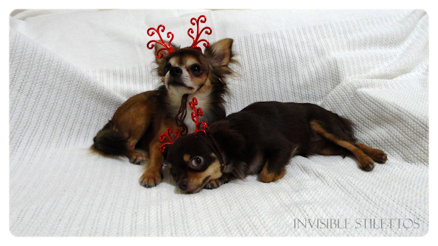 Reindeer Chihuahuas