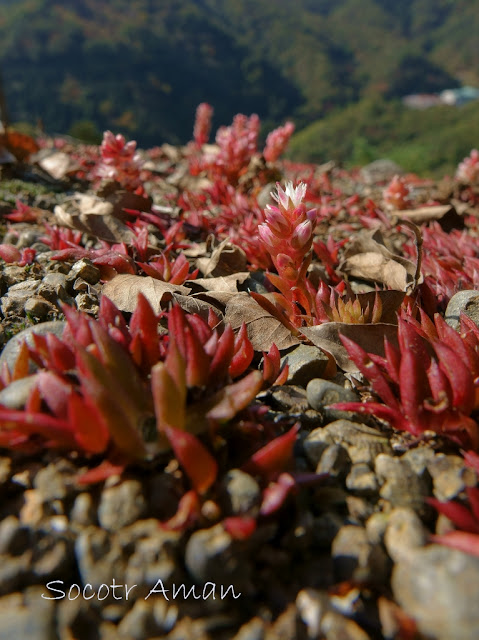 Orostachys japonica