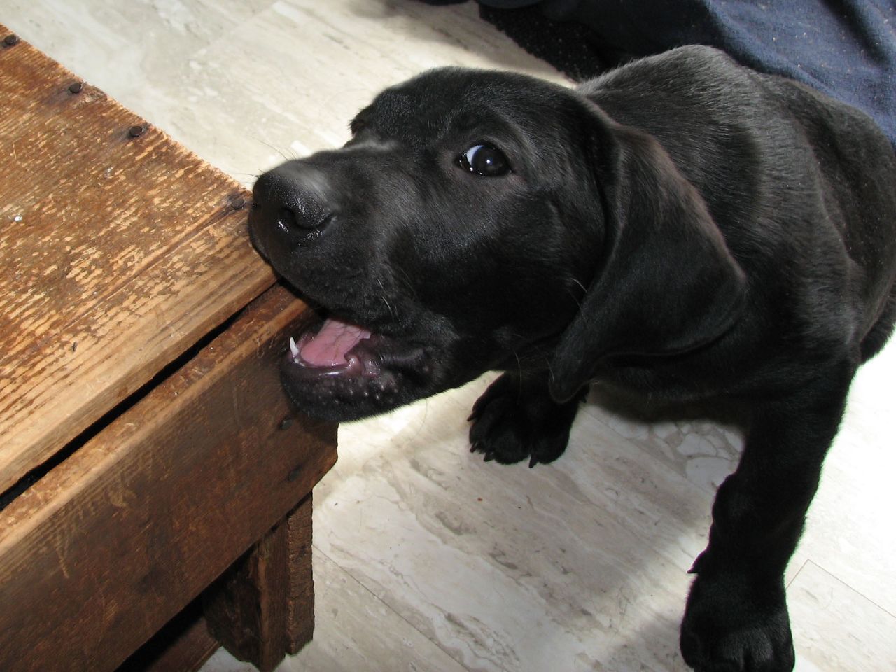 Cute Puppy Dogs: black labrador retriever puppies