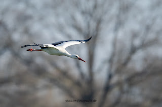 Wildlifefotografie Weißstorch Lippeaue Olaf Kerber