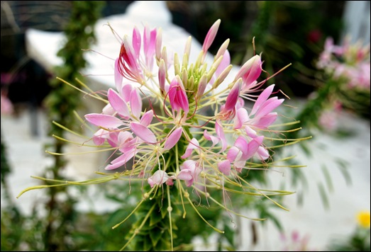 flor rosa - Glória Ishizaka