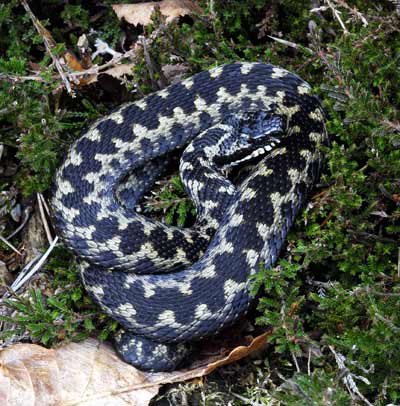 Kate's Blog: Superstitions Connected with Adder Snakes