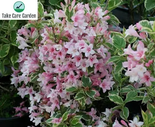 Weigela Florida: A Beautiful and Easy-to-Grow Shrub