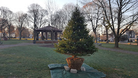 Christmas tree on the Franklin Town Common