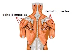 Deltoid Muscle