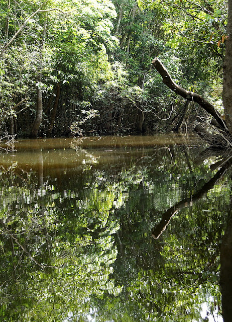 Amazon-Rainforest-Amazon-Basin-South-America-1