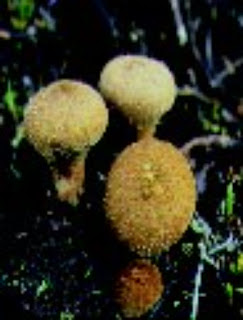 Common Puffball (Lycoperdon perlatum)