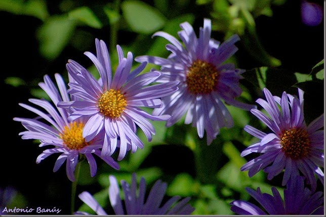 5 DSC_0960x1