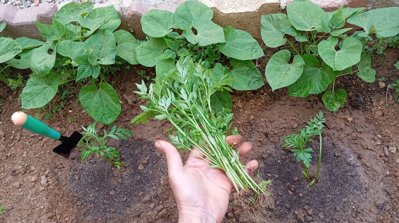 By combining marigolds and beans, you can not only enhance the beauty of your garden but also boost crop growth and deter unwanted pests. Discover the benefits of using natural remedies such as planting aromatic herbs to repel insects or incorporating nitrogen-fixing plants to improve soil fertility. With our expert tips and tricks, you will soon be on your way to creating a harmonious and thriving garden that will leave you feeling inspired and fulfilled.