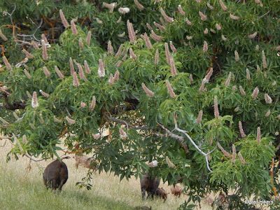 Wild pigs in the private ranch next to Kaiser Aetna Rd