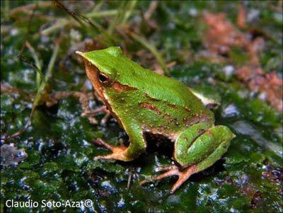 Strange Male Frog that Broods 19 Babies in its Mouth Seen On www.coolpicturegallery.us