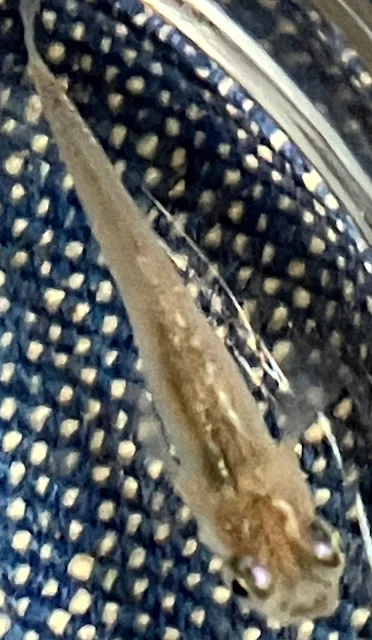魔王メダカ 稚魚 241日目