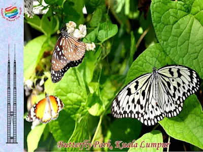 Butterfly Park, Kuala Lumpur