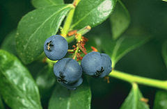 Fruit Alphabetical List - Blueberry