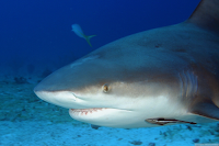 Bull Shark Photo Gallery