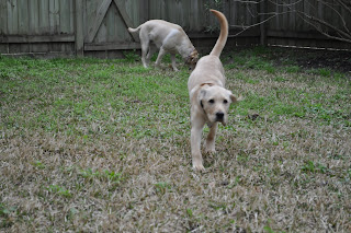 Bob trotting over to me, his tail is straight up in the air and the tip is bent over to his right a little in the shape of a question mark