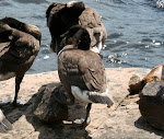 Just hanging out on the rock