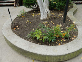 Garden District Toronto Fall Cleanup After by Paul Jung Gardening Services--a Toronto Organic Gardening Company