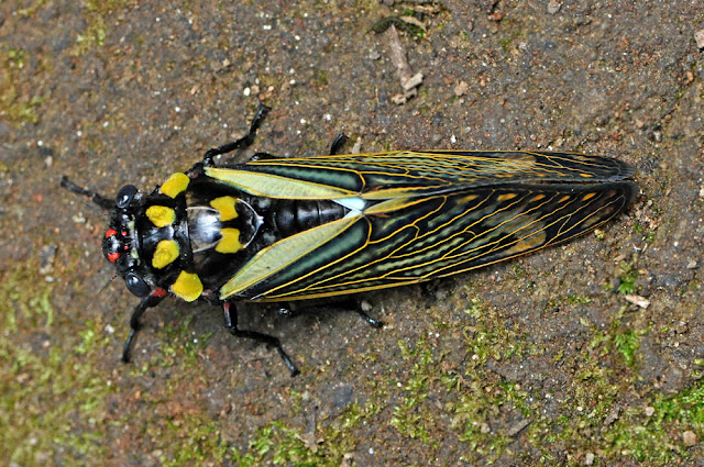 Distantalna splendida cicada