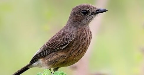 Decu Kembang Trotol Jantan Dan Betina : 5 Jenis Tledekan Sulingan Ciri Fisik Warna Habitat Dan ...