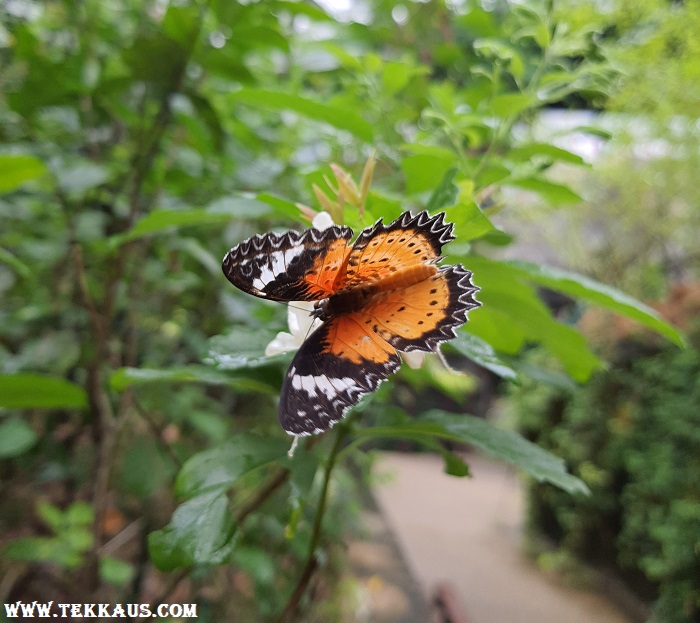 Entopia Penang Butterfly Farm