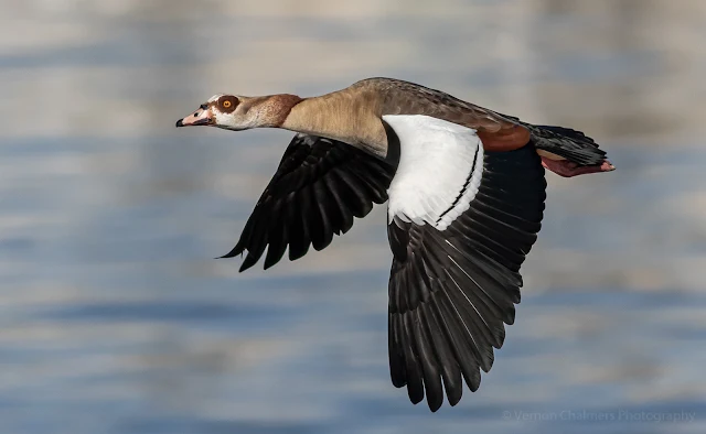 Egyptian Goose in Flight Table Bay Nature Reserve Woodbridge Island Vernon Chalmers Photography