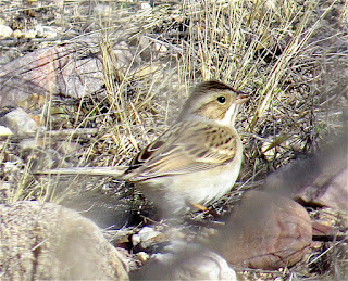 Clay-colored Sparrow