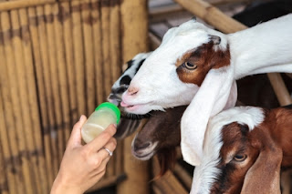 cara ternak kambing etawa