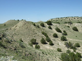 Shale barrens with juniper