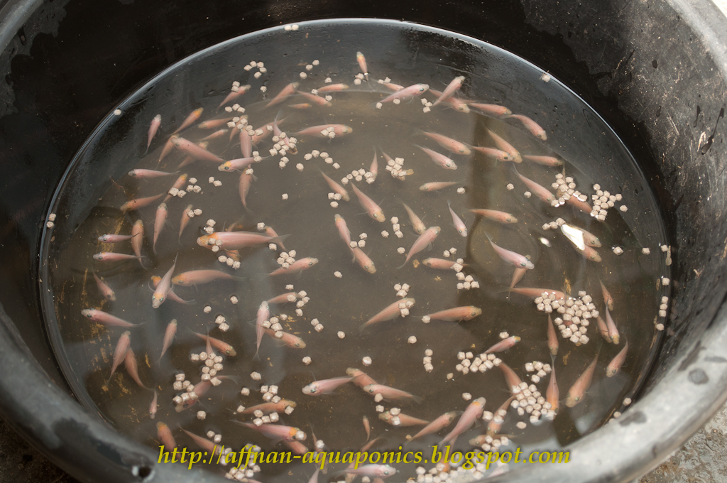 Affnan's Aquaponics: Tilapia Breeding - Fresh Batch of Fry Another Day