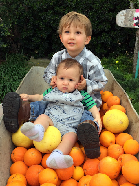 Healthy Fresh Squeezed Orange Juice from the Smith Trees