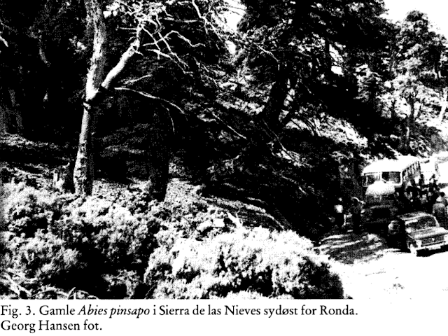 Abies pinsapo viejos en la sierra de las Nieves al sureste de Ronda. Foto Georg Hansen.