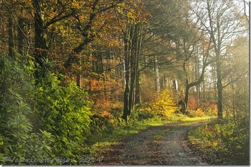 16-autumn-colours