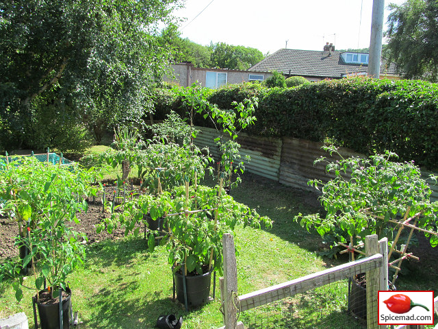 Chilli Plants in the Garden - 26th July 2022