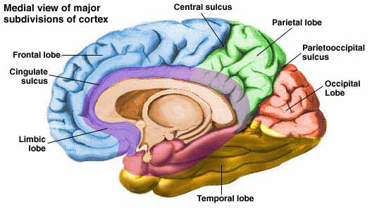 cortex