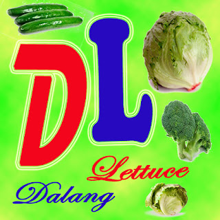 DALANG LETTUCE