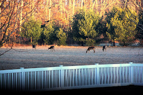 breakfasting deer