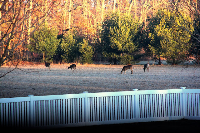 breakfasting deer