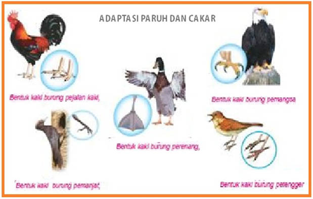  Pengertian  Adaptasi Makhluk Hidup Macam dan  Contohnya