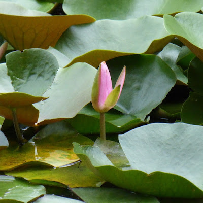 花博記念公園鶴見緑地 日本庭園 睡蓮池