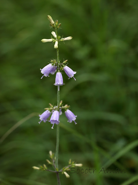 Adenophora triphylla