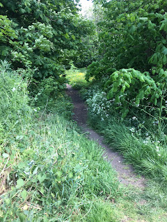 A trail path in the park.