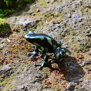 poison dart frog