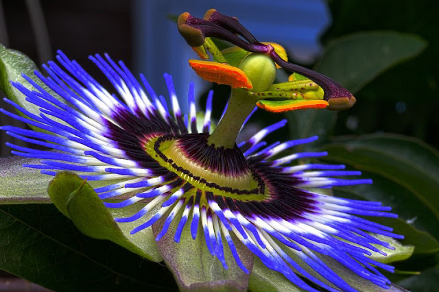 Top 10 Most Beautiful Flowers in the World, Passion flower