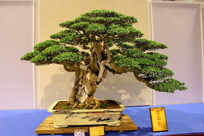 gambar bonsai sanchang kimeng termahal
