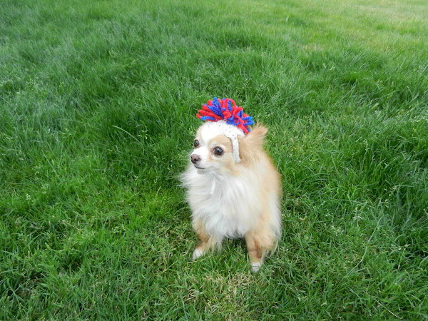 Dogs In Hats!!