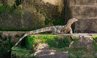 Monitor lizard.