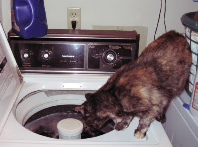 Curious Catzee, "helping" with the washing.