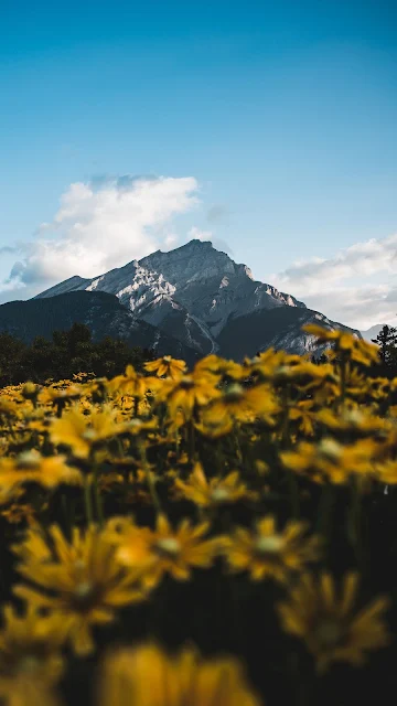 Linda Paisagem com Flores Amarelas para Plano de Fundo